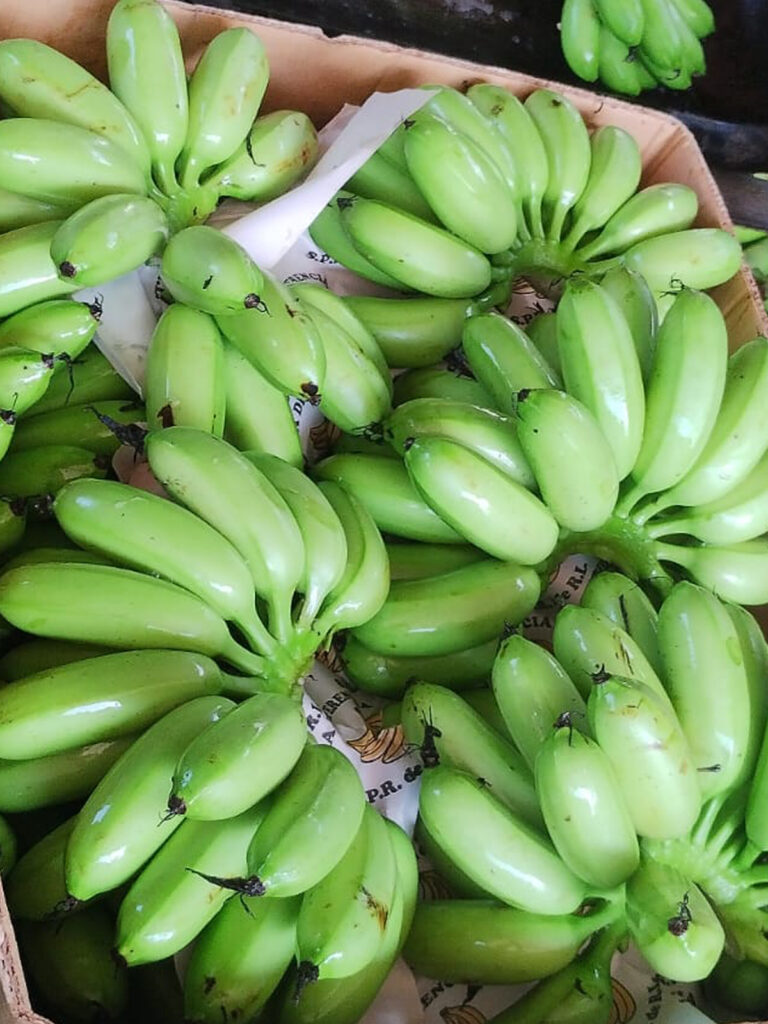 Platano dominico
